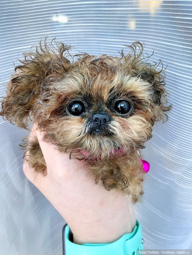 Molly — Реалистичные игрушки и звери (Натюр): собаки (фото 5)