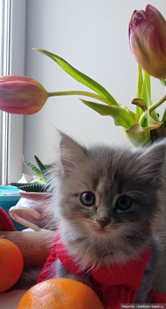 А ведь взрослая уже женЩина же (просто посмеяться) (фото 2)