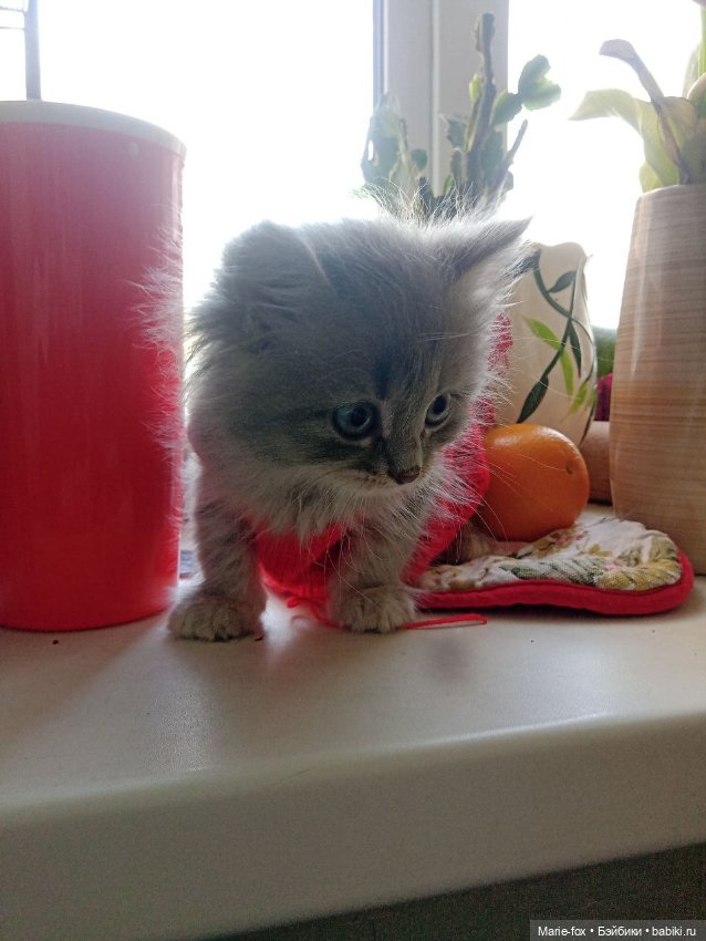 А ведь взрослая уже женЩина же (просто посмеяться) (фото 5)