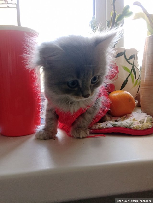 А ведь взрослая уже женЩина же (просто посмеяться) (фото 4)