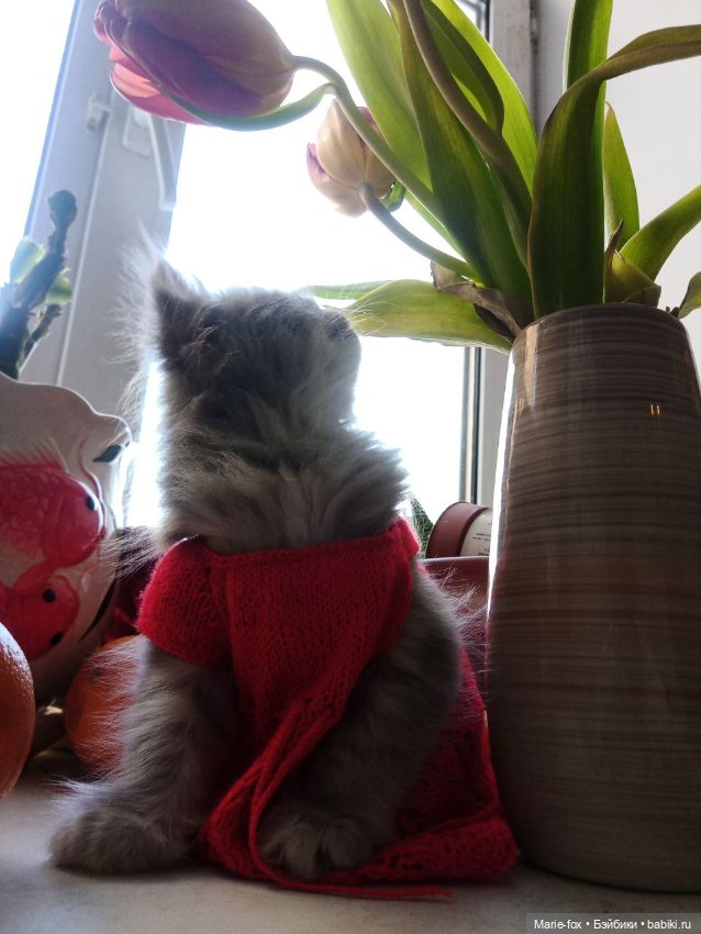 А ведь взрослая уже женЩина же (просто посмеяться) (фото 3)