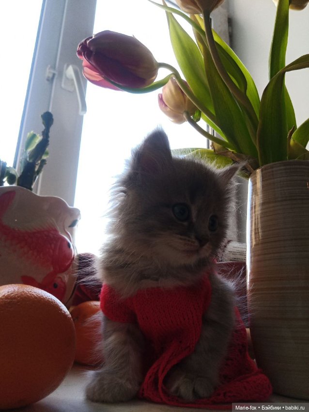 А ведь взрослая уже женЩина же (просто посмеяться) (фото 7)