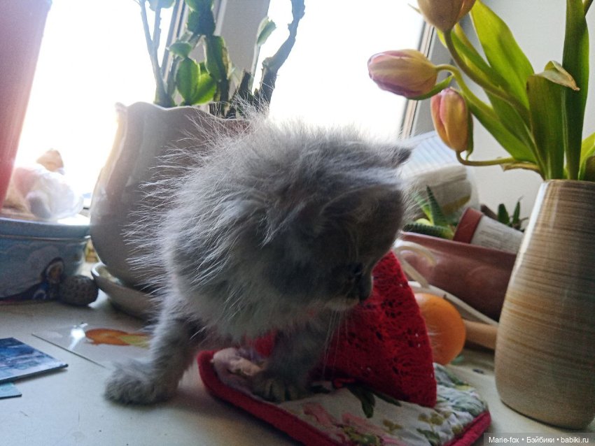 А ведь взрослая уже женЩина же (просто посмеяться) (фото 6)