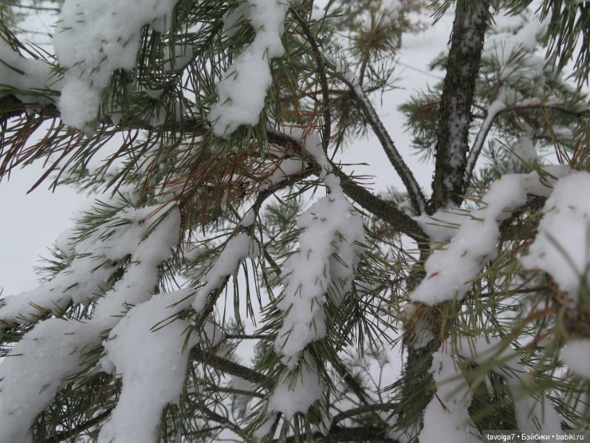 Март в Москве. "Песцы прилетели"
