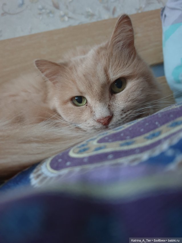 Оленька и котики — Одежда и обувь для кукол своими руками: фото (фото 4)