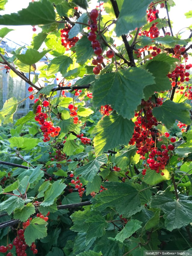 Пять лет на Бейбиках! Путешествие с моей первой малышкой от Heidi Plusczok. Часть 1 (фото 10)