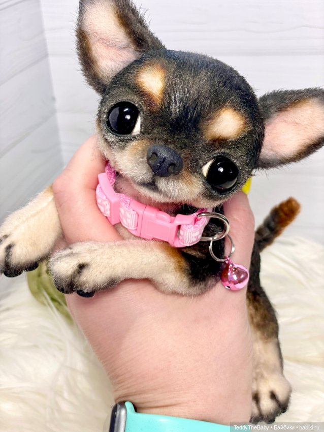 Дейзи 🐶 — Реалистичные игрушки и звери (Натюр): собаки (фото 7)