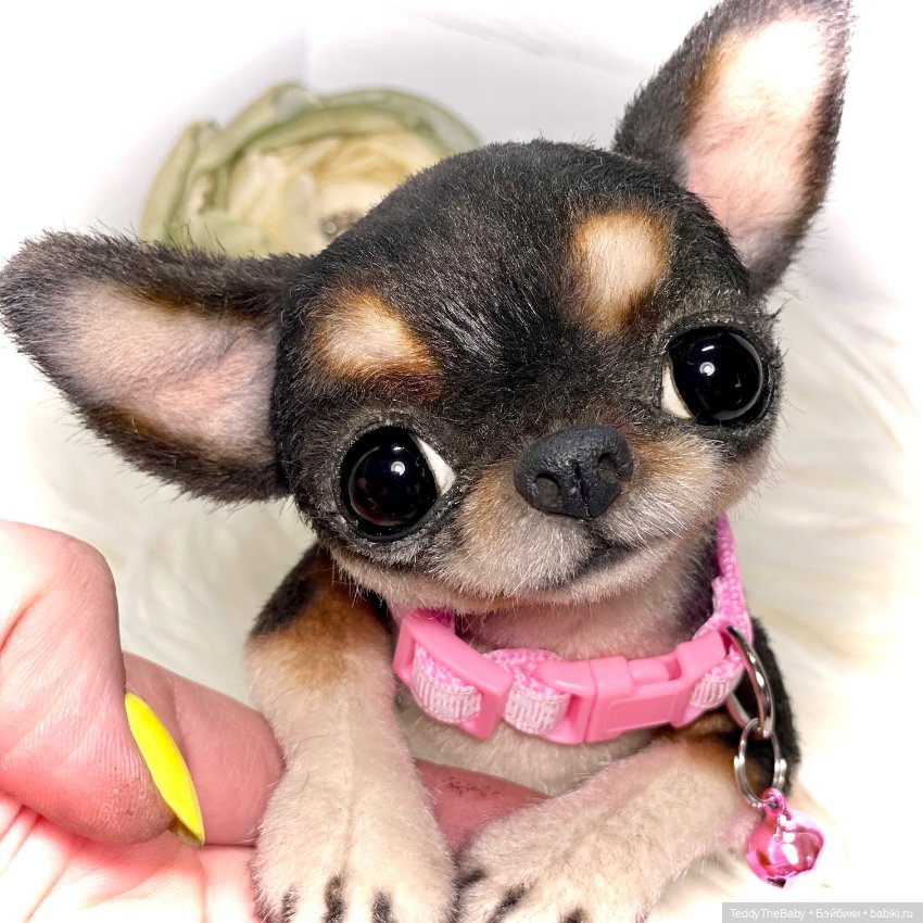 Дейзи 🐶 — Реалистичные игрушки и звери (Натюр): собаки (фото 8)