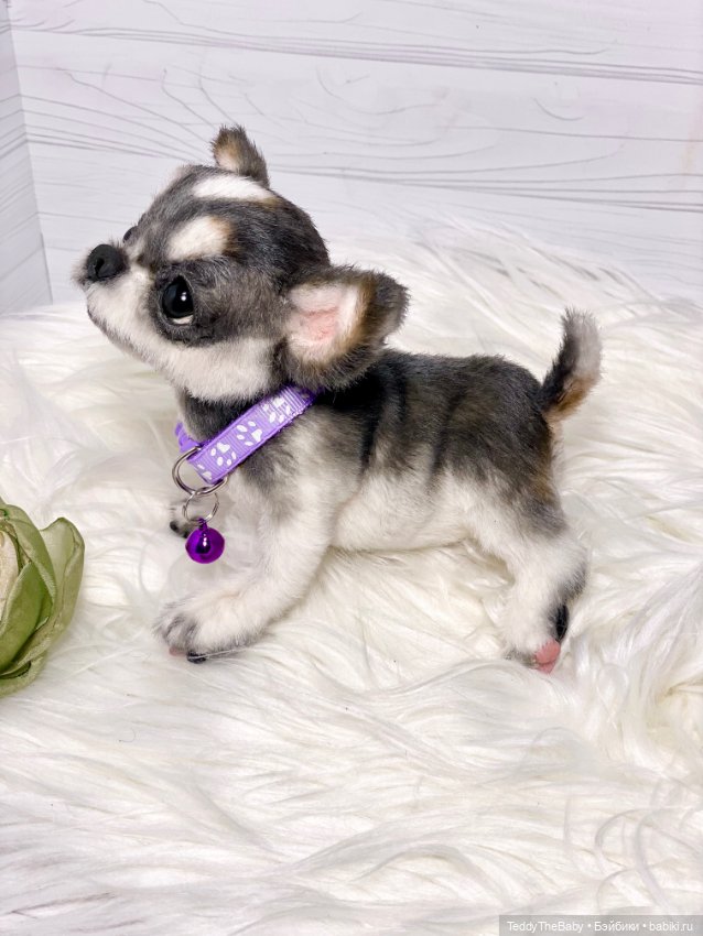 Мими🐶 — Реалистичные игрушки и звери (Натюр): собаки (фото 9)