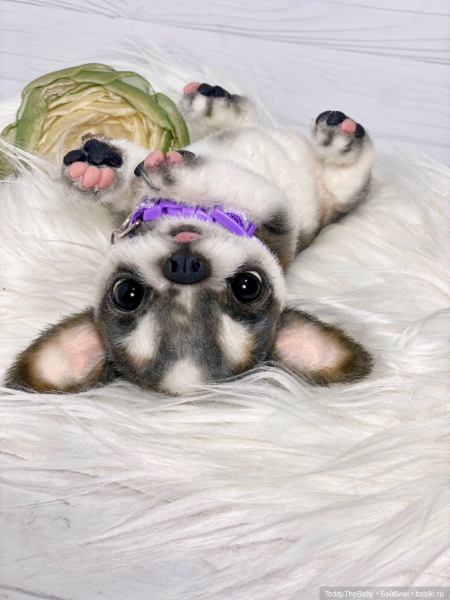 Мими🐶 — Реалистичные игрушки и звери (Натюр): собаки