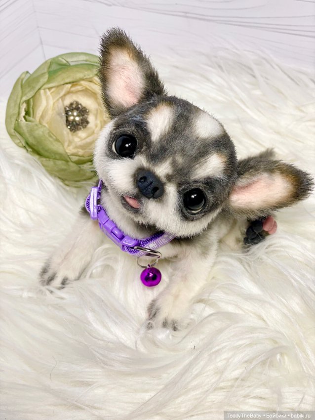 Мими🐶 — Реалистичные игрушки и звери (Натюр): собаки (фото 3)