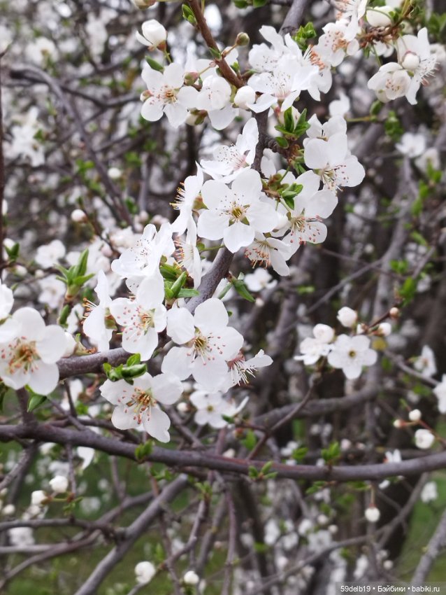 Тея в цветущем саду — Куклы Baboliy (Баболи (фото 2)