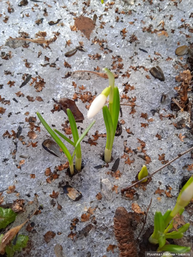 Булочки на прогулке — Куклы Nines d'Onil (Нинес): Миа (Mia) (фото 3)