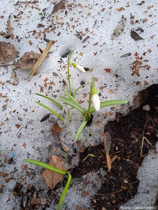 Булочки на прогулке — Куклы Nines d'Onil (Нинес): Миа (Mia) (фото 2)