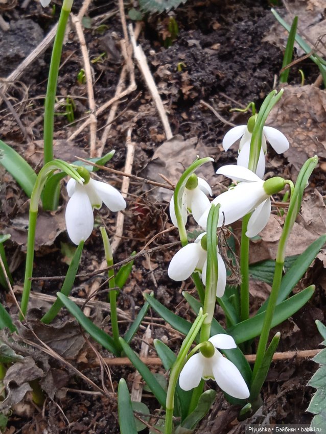 Булочки на прогулке — Куклы Nines d'Onil (Нинес): Миа (Mia) (фото 4)