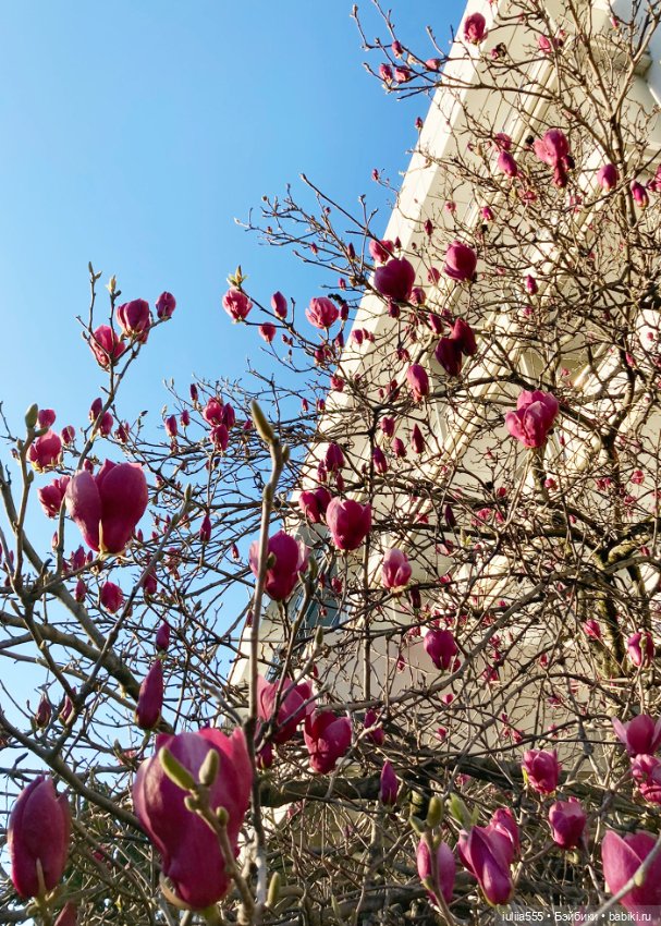 Парочка на весенней прогулке (фото 2)
