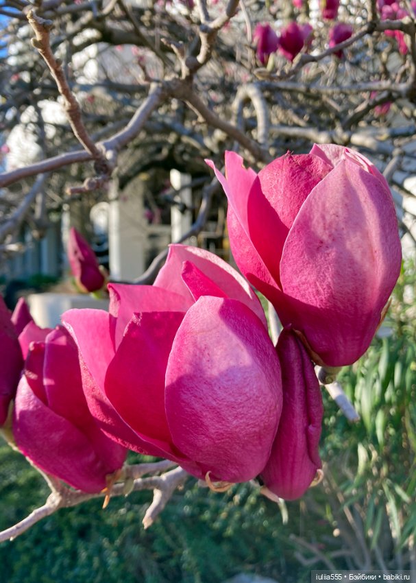 Парочка на весенней прогулке (фото 3)