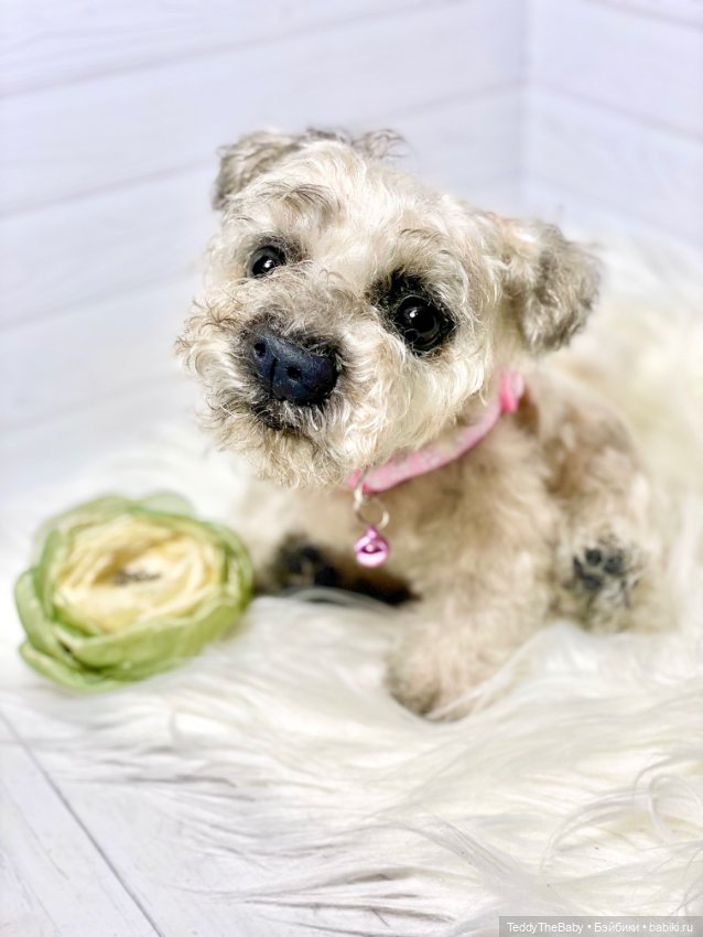 Дана🐶 — Реалистичные игрушки и звери (Натюр): собаки (фото 7)