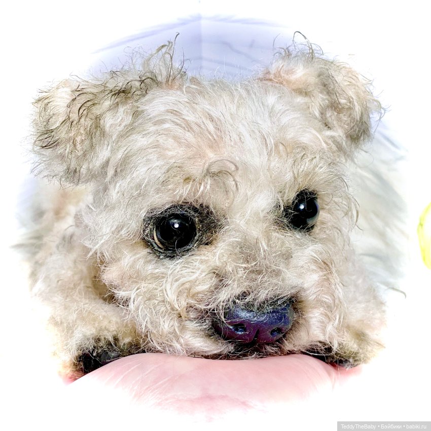 Дана🐶 — Реалистичные игрушки и звери (Натюр): собаки
