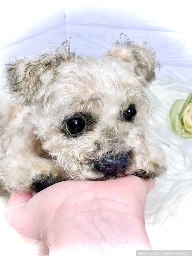 Дана🐶 — Реалистичные игрушки и звери (Натюр): собаки