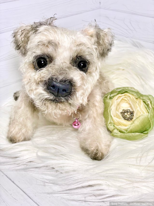 Дана🐶 — Реалистичные игрушки и звери (Натюр): собаки
