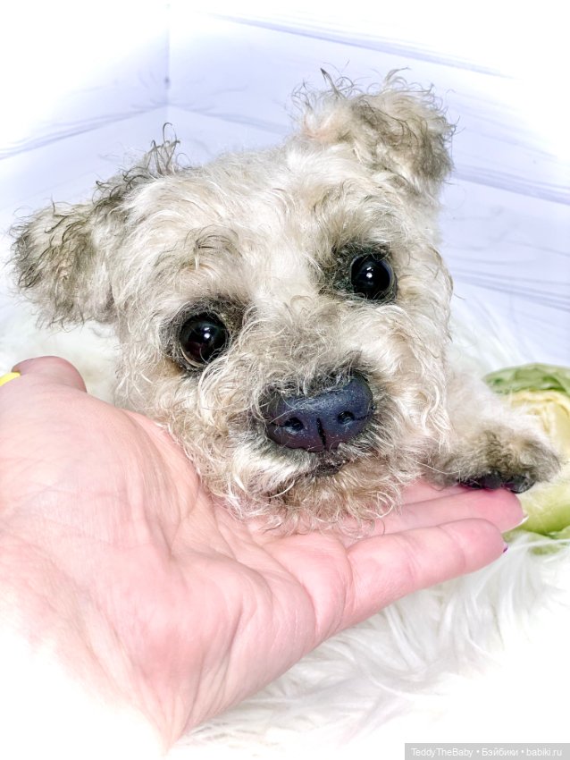 Дана🐶 — Реалистичные игрушки и звери (Натюр): собаки