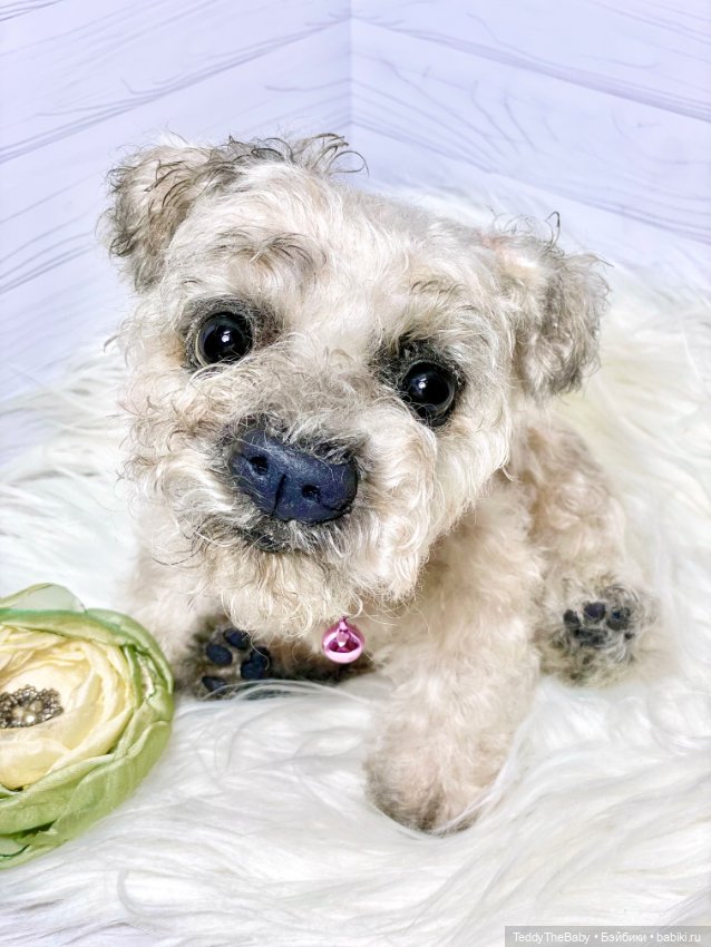 Дана🐶 — Реалистичные игрушки и звери (Натюр): собаки