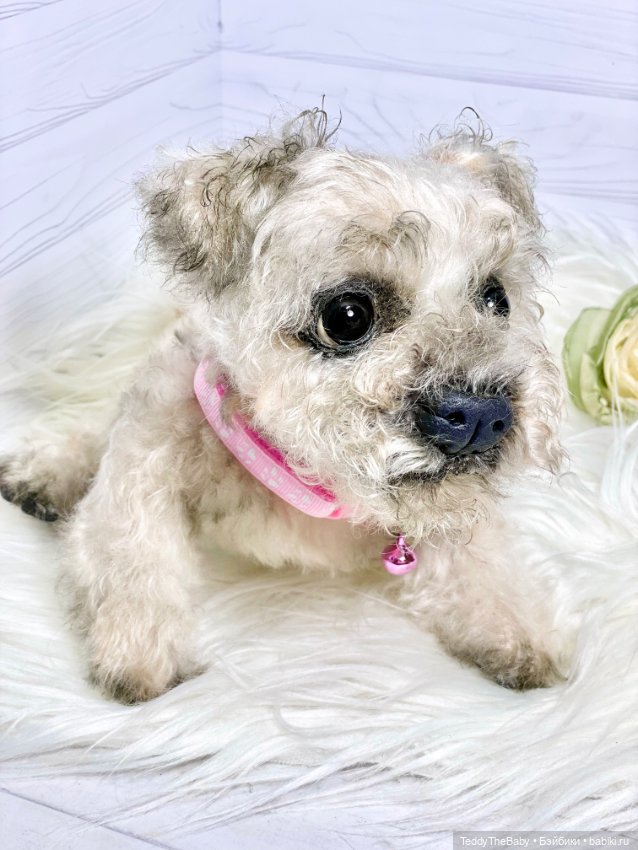 Дана🐶 — Реалистичные игрушки и звери (Натюр): собаки