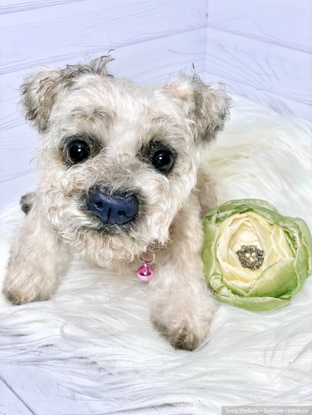Дана🐶 — Реалистичные игрушки и звери (Натюр): собаки