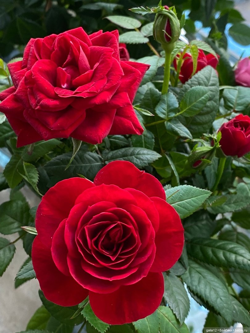 Прелестная антикварочка Роза в розовом саду (фото 6)