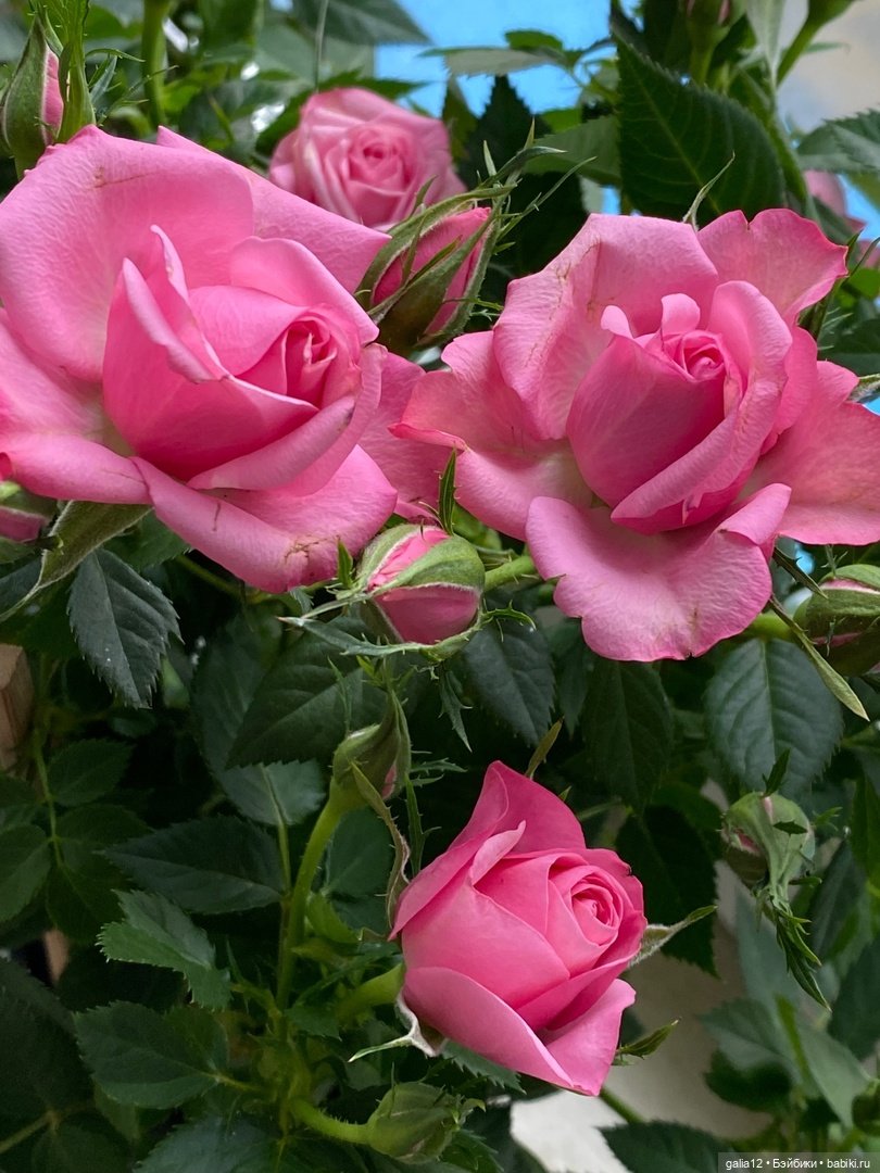 Прелестная антикварочка Роза в розовом саду (фото 3)