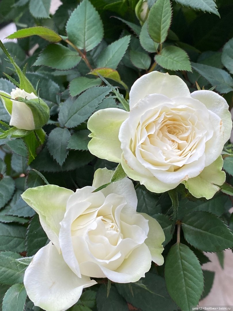 Прелестная антикварочка Роза в розовом саду (фото 5)