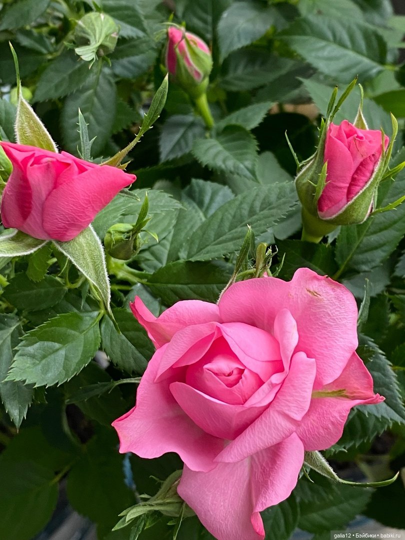 Прелестная антикварочка Роза в розовом саду (фото 7)