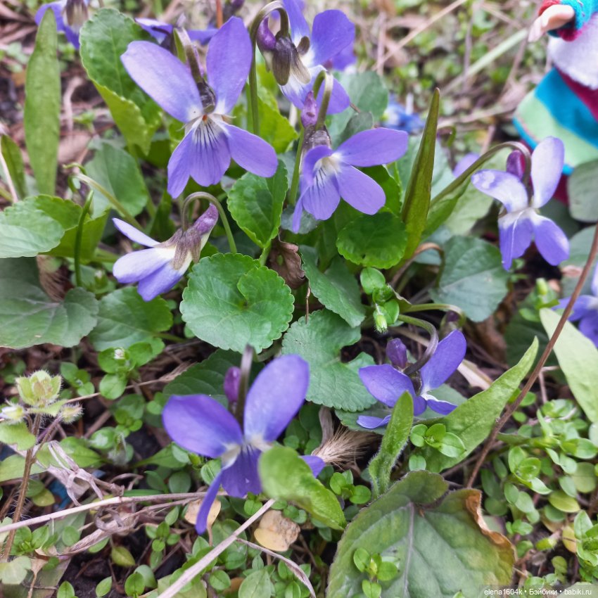 Весна..подснежники — Куклы Минимир (Minimir): Пупсы 7 и 11 см