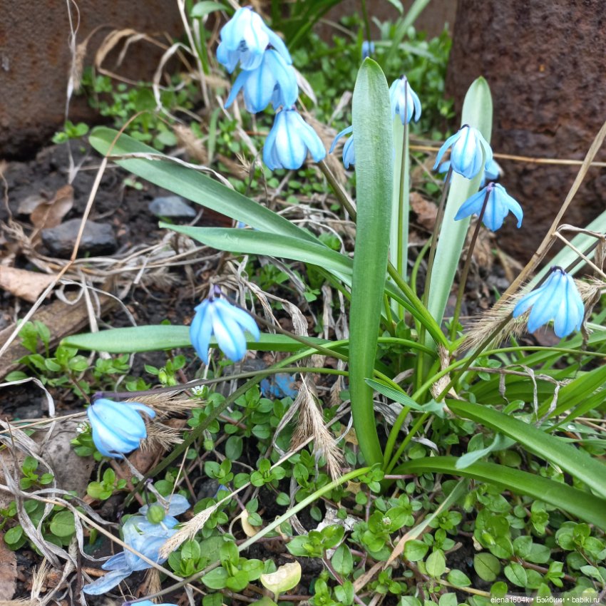 Весна..подснежники — Куклы Минимир (Minimir): Пупсы 7 и 11 см