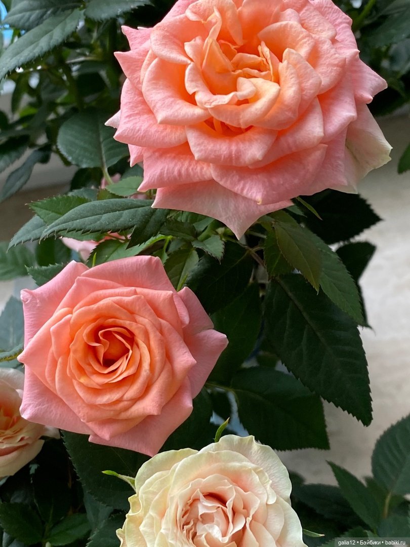 Прелестная антикварочка Роза в розовом саду (фото 4)