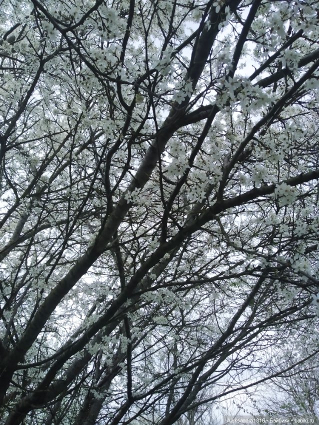 Весне дорогу🌱🌷🌿🌻🍀 — Куклы Carmen Gonzalez (Кармен Гонсалез): Мариетта