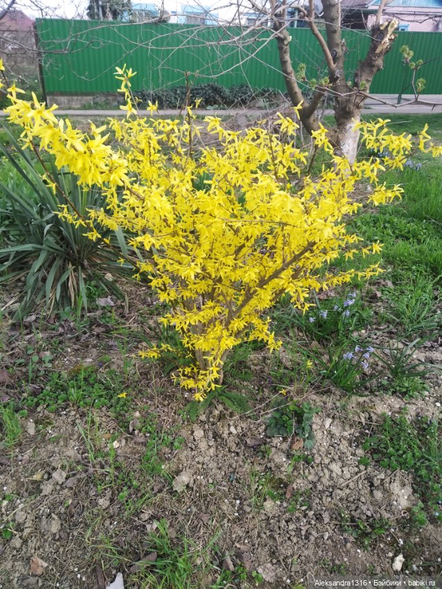 Весне дорогу🌱🌷🌿🌻🍀 — Куклы Carmen Gonzalez (Кармен Гонсалез): Мариетта