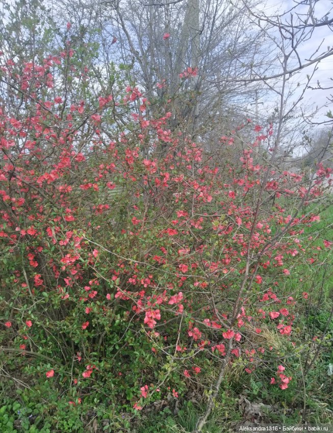 Весне дорогу🌱🌷🌿🌻🍀 — Куклы Carmen Gonzalez (Кармен Гонсалез): Мариетта