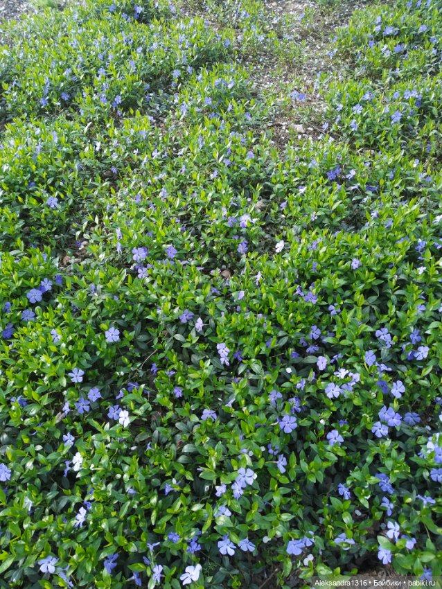 Весне дорогу🌱🌷🌿🌻🍀 — Куклы Carmen Gonzalez (Кармен Гонсалез): Мариетта