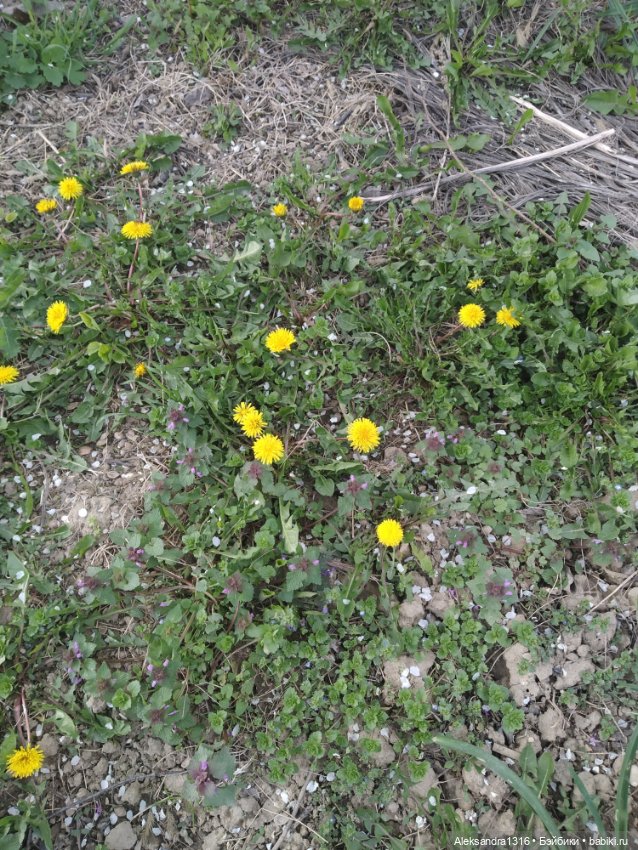 Весне дорогу🌱🌷🌿🌻🍀 — Куклы Carmen Gonzalez (Кармен Гонсалез): Мариетта