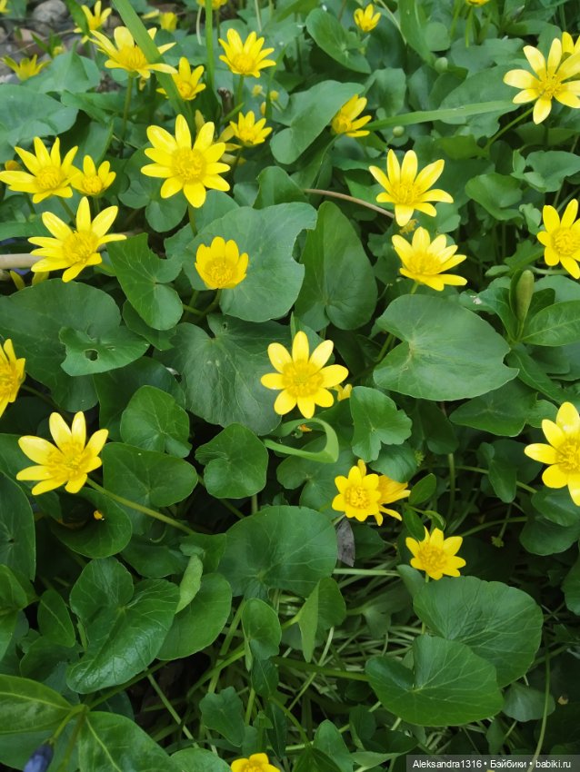 Весне дорогу🌱🌷🌿🌻🍀 — Куклы Carmen Gonzalez (Кармен Гонсалез): Мариетта