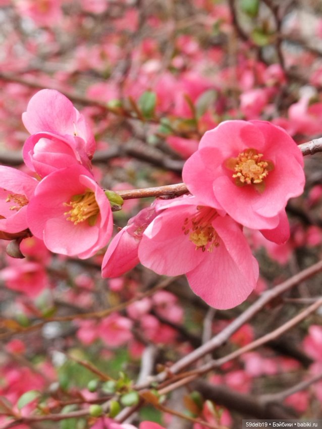 Тея и японская айва — Куклы Baboliy (Баболи (фото 9)