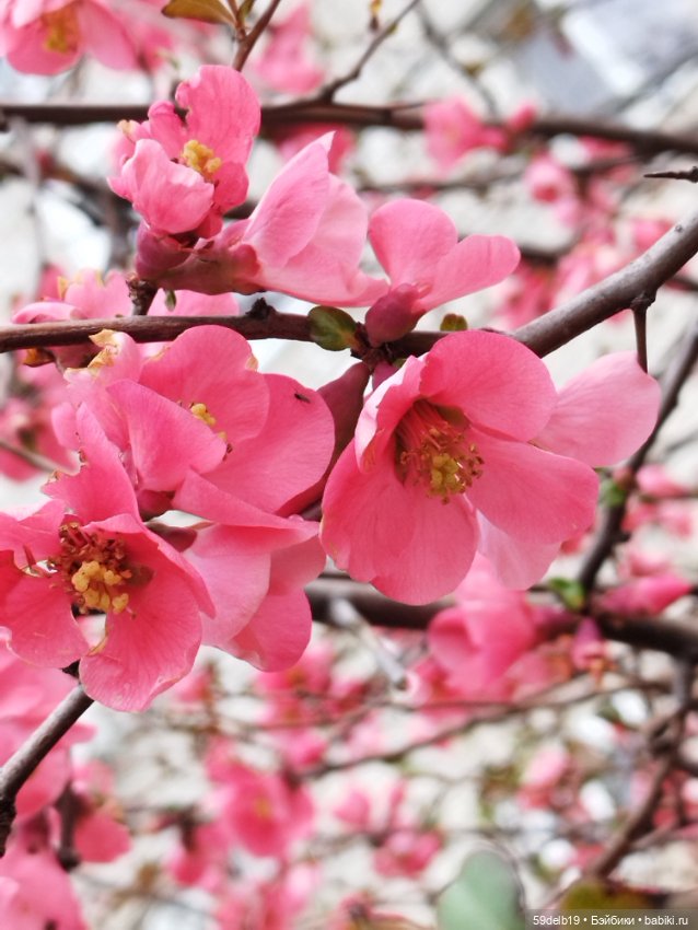Тея и японская айва — Куклы Baboliy (Баболи (фото 10)