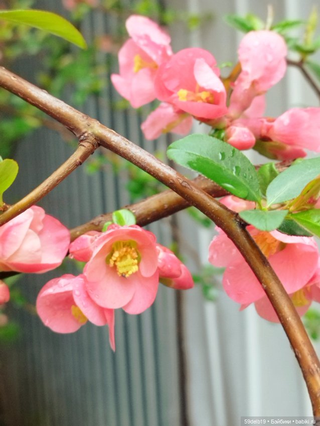 Тея и японская айва — Куклы Baboliy (Баболи (фото 5)