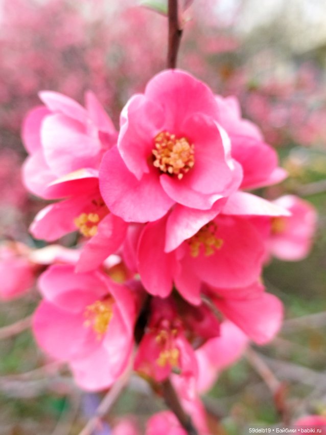 Тея и японская айва — Куклы Baboliy (Баболи (фото 7)