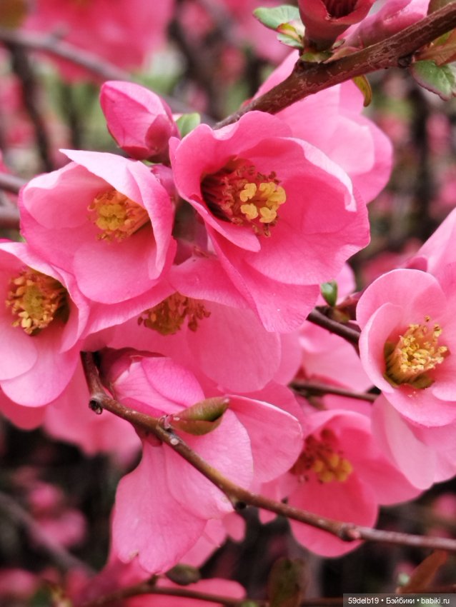 Тея и японская айва — Куклы Baboliy (Баболи (фото 8)