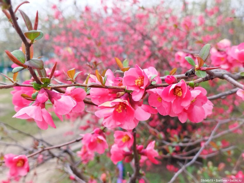 Тея и японская айва — Куклы Baboliy (Баболи (фото 6)