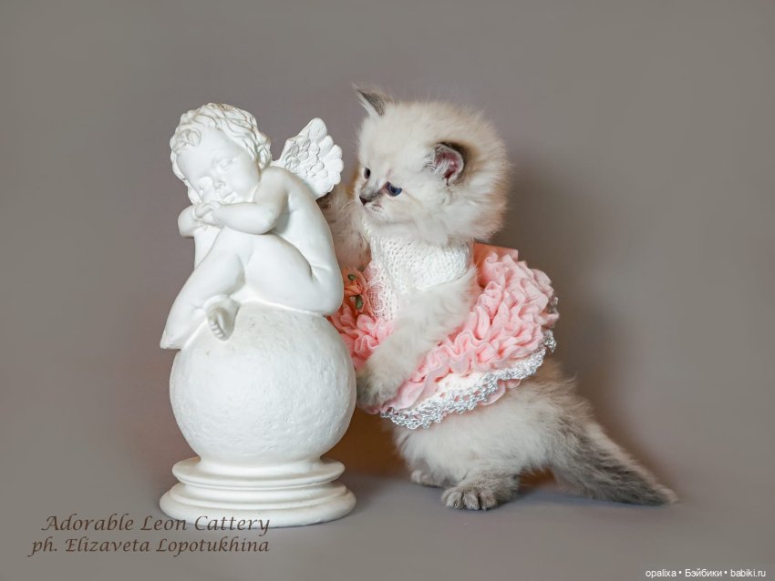 Платья балеринки неожиданное применение (фото 7)