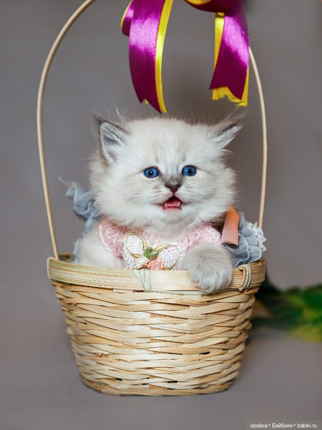 Платья балеринки неожиданное применение (фото 2)